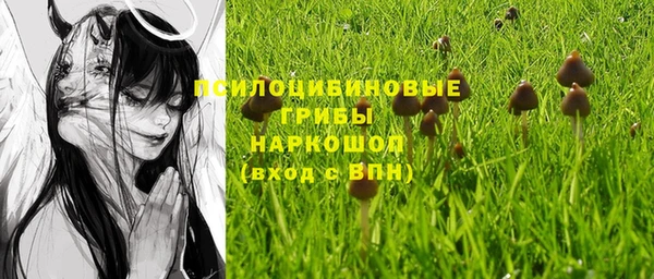 прущие грибы Михайловка